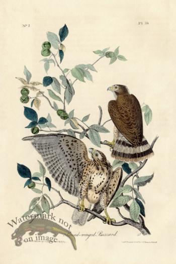 Broad-winged Buzzard UTC